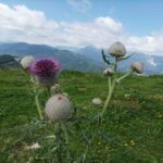 Alpen-Distel am Hochalmweg