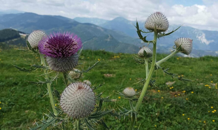 Alpen-Distel am Hochalmweg