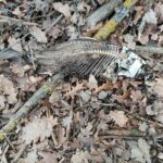 Toter Fisch im Wald