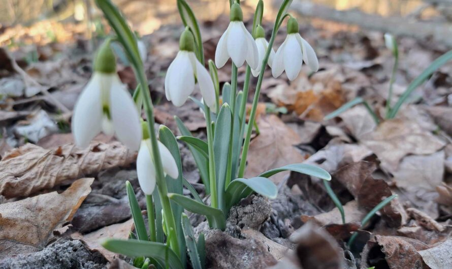 Schneeglöckchen Zeit